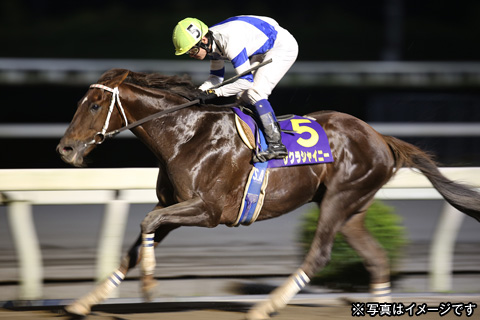 高知夜さ恋ナイター競馬観戦ツアー