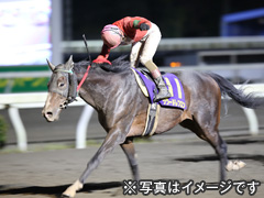 高知夜さ恋ナイター競馬観戦ツアー